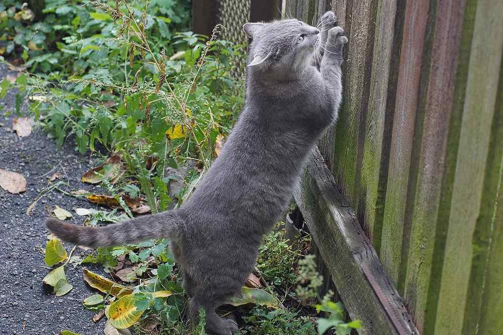 Gatto che graffia una recinzione