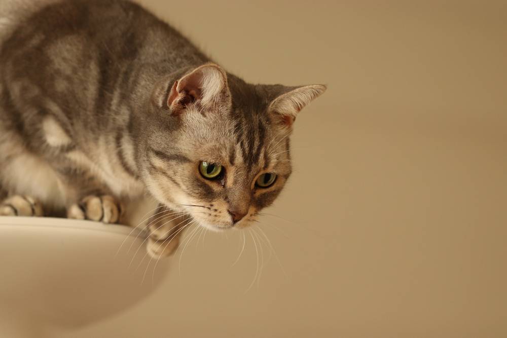 Gatto che cerca di saltare dalla torre per gatti