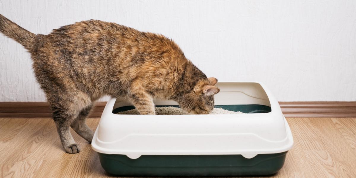 Gatto domestico rosso esamina la lettiera