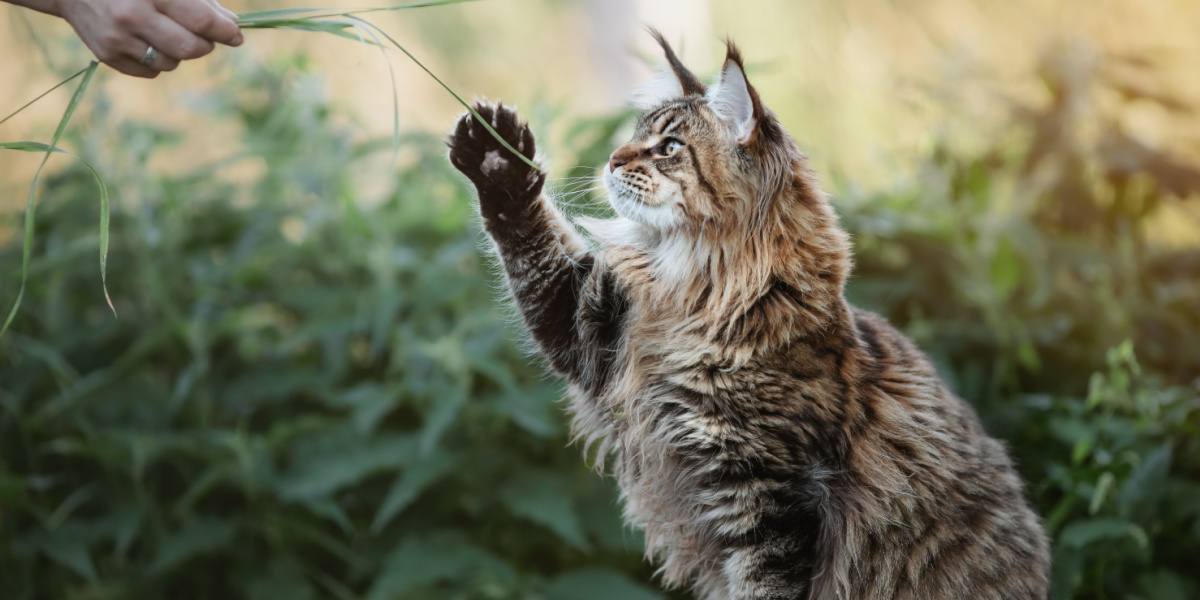 Gatto Maine Coon che gioca con il suo padrone