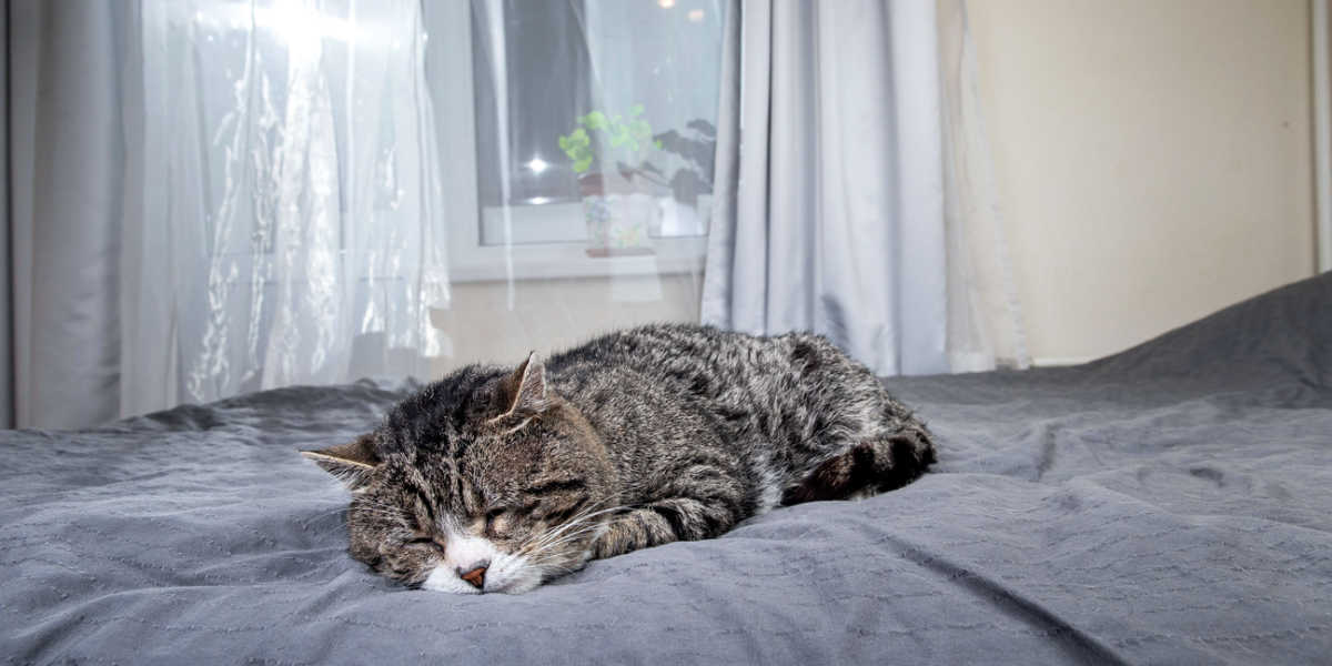 Vecchio gatto anziano che dorme