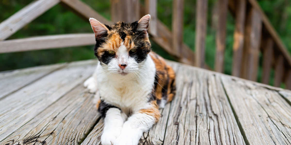 Vecchio, magro gatto calico