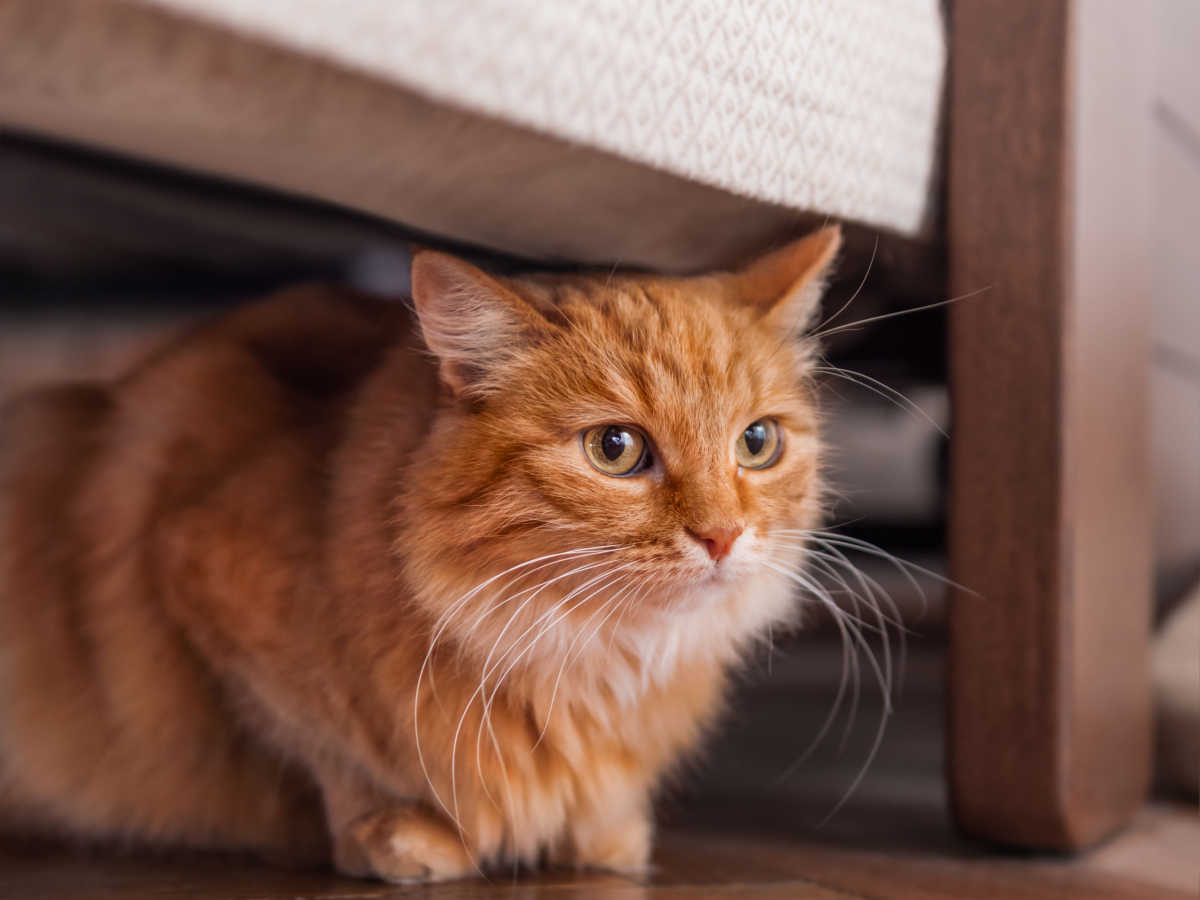 Gatto arancione nascosto sotto il letto