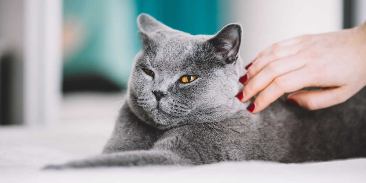 Cappotto grigio per accarezzare il gatto