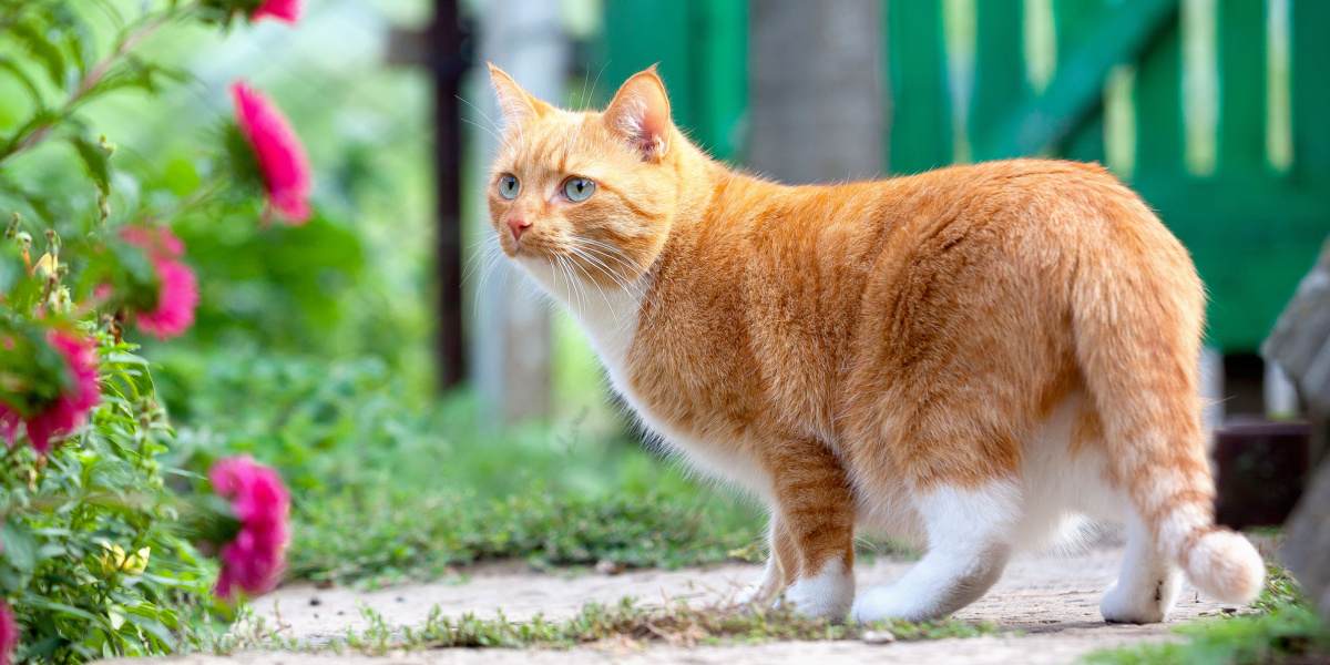 Il gatto rosso cammina nella fattoria