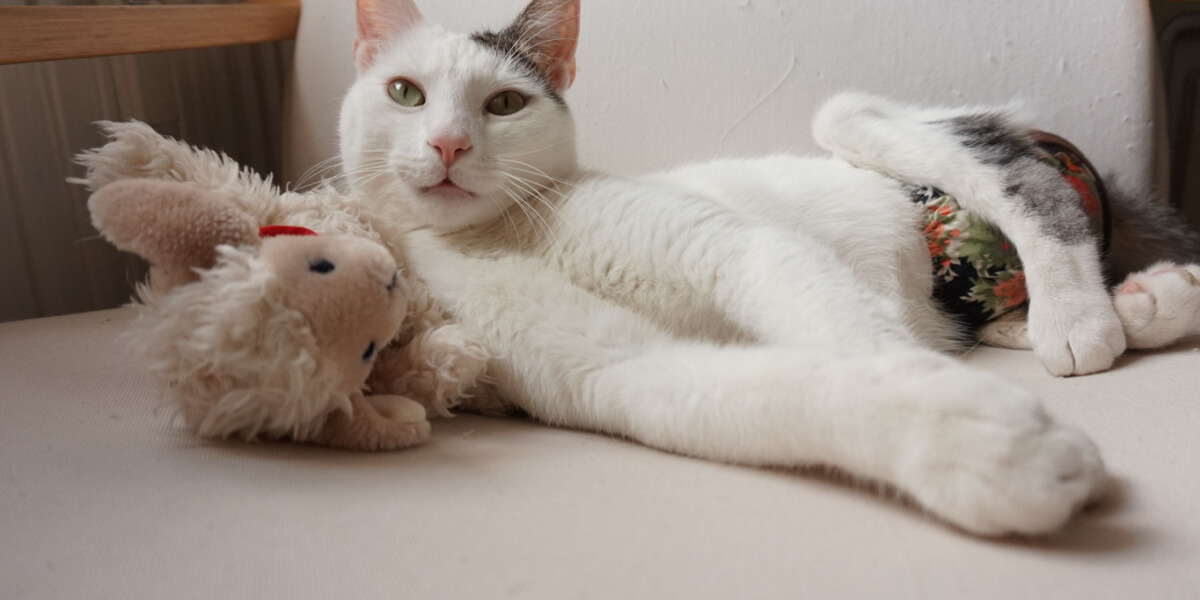 Gatto con pannolino e giocattolo