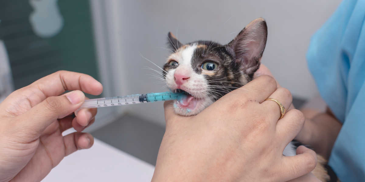 Somministrare farmaci liquidi al gattino