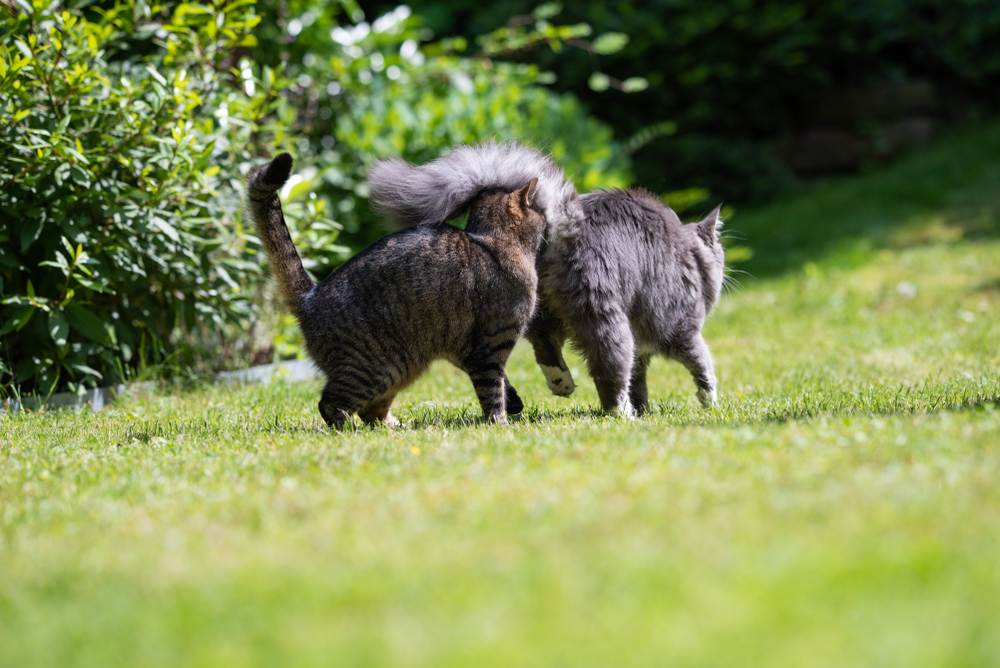 Gatto soriano che annusa il sedere di un giovane Maine Coon soriano blu