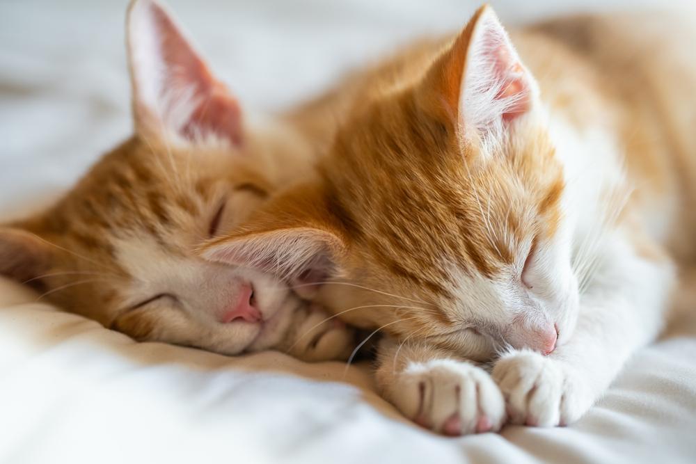 Gattini gemelli arancioni tigrati che dormono