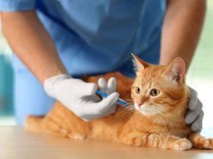 Veterinarian doctor vaccinating cat at a vet clinic