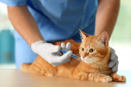 Come aiutare il tuo gatto a sentirsi meglio dopo le vaccinazioni