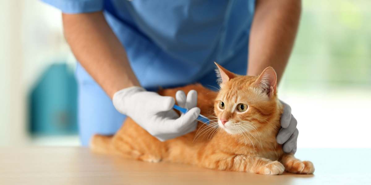 Medico veterinario che vaccina un gatto in una clinica veterinaria