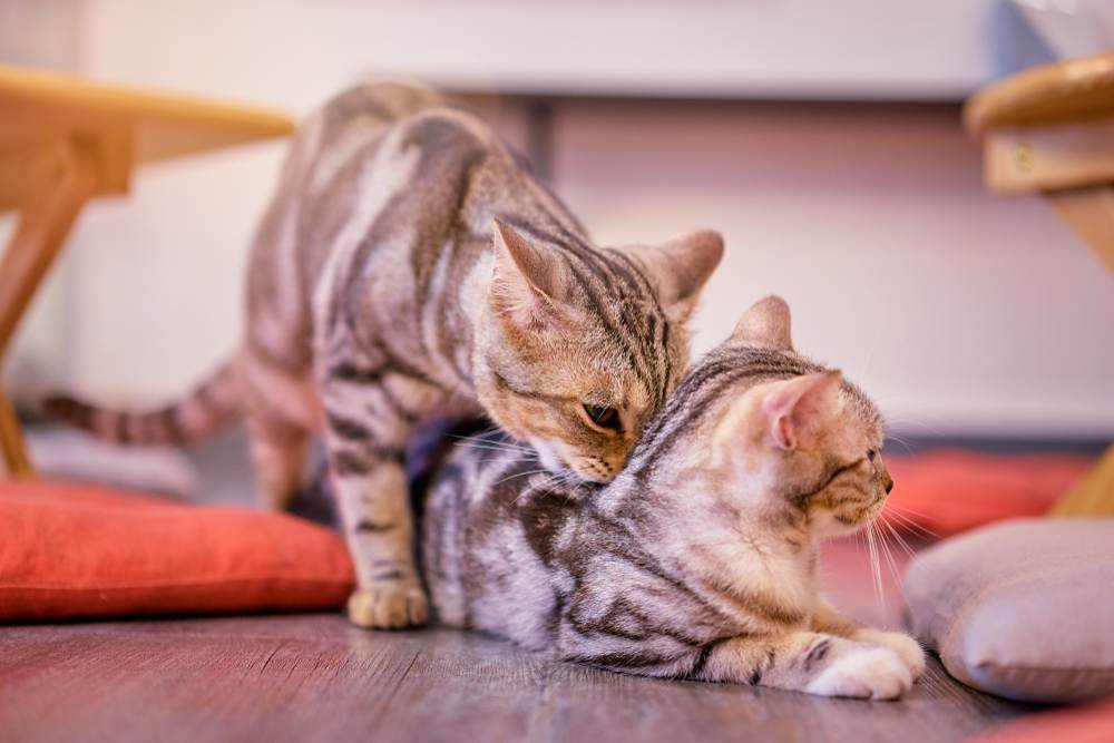 Affascinante immagine di un adorabile gatto che annusa un altro gatto, dimostrando un comportamento felino comune utilizzato per l'interazione sociale e la comunicazione.