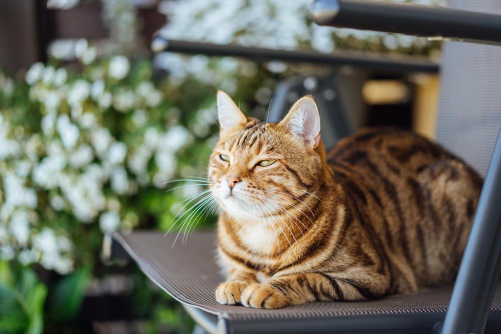 gatto bengala che cerca di non dormire