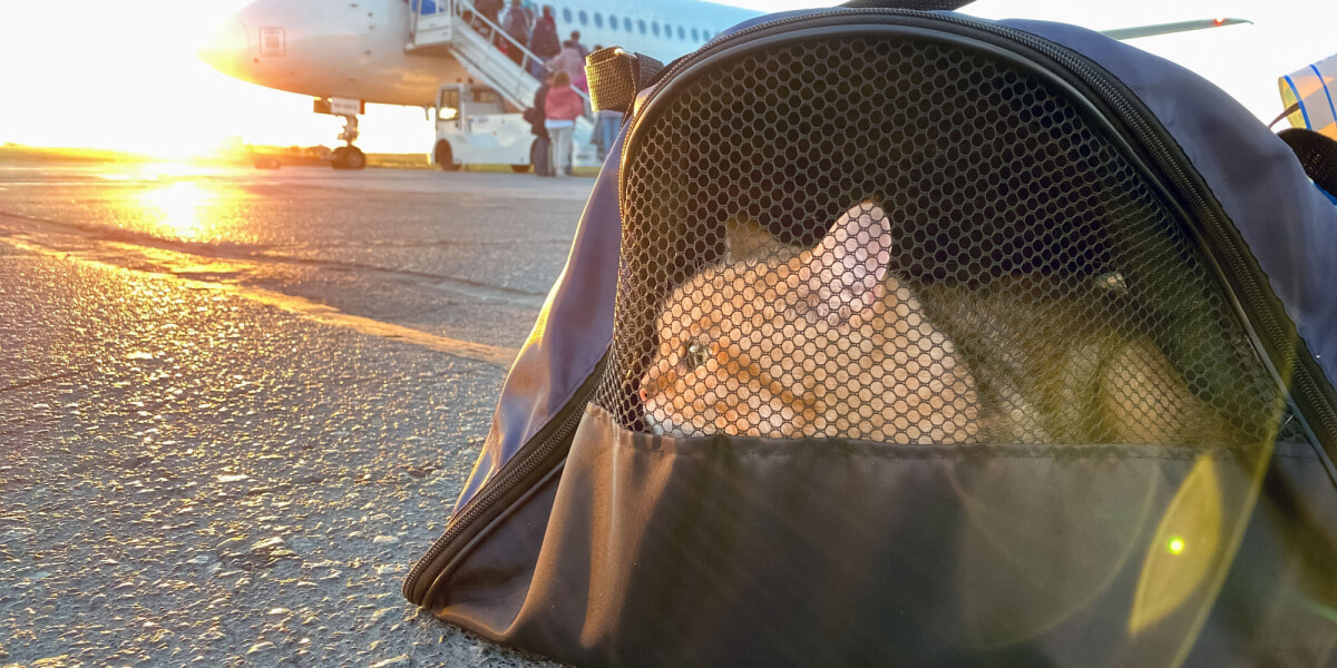 Gatto nel trasportino vicino a un aereo