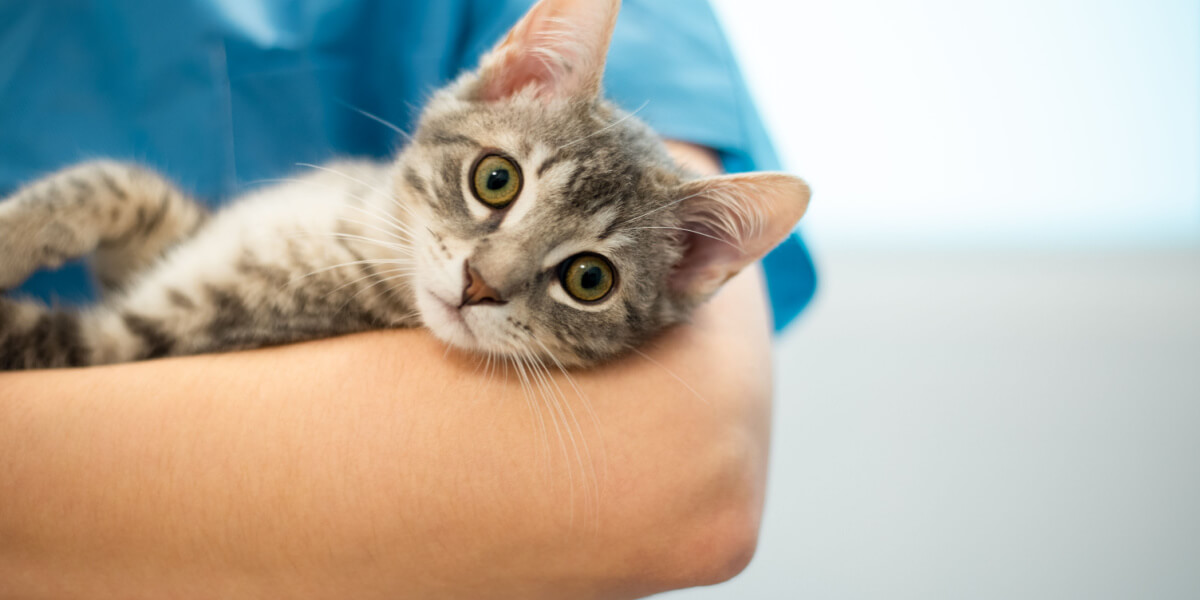 Immagine di un gatto dal veterinario.