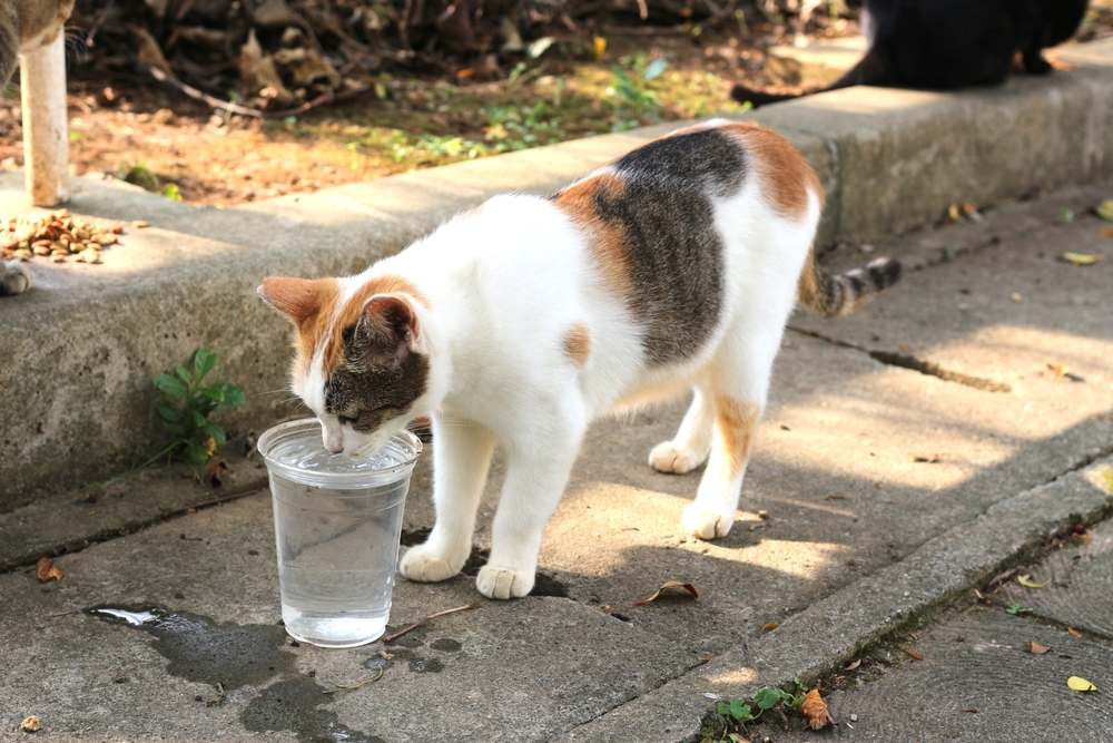 il gatto beve e mangia cibo a terra