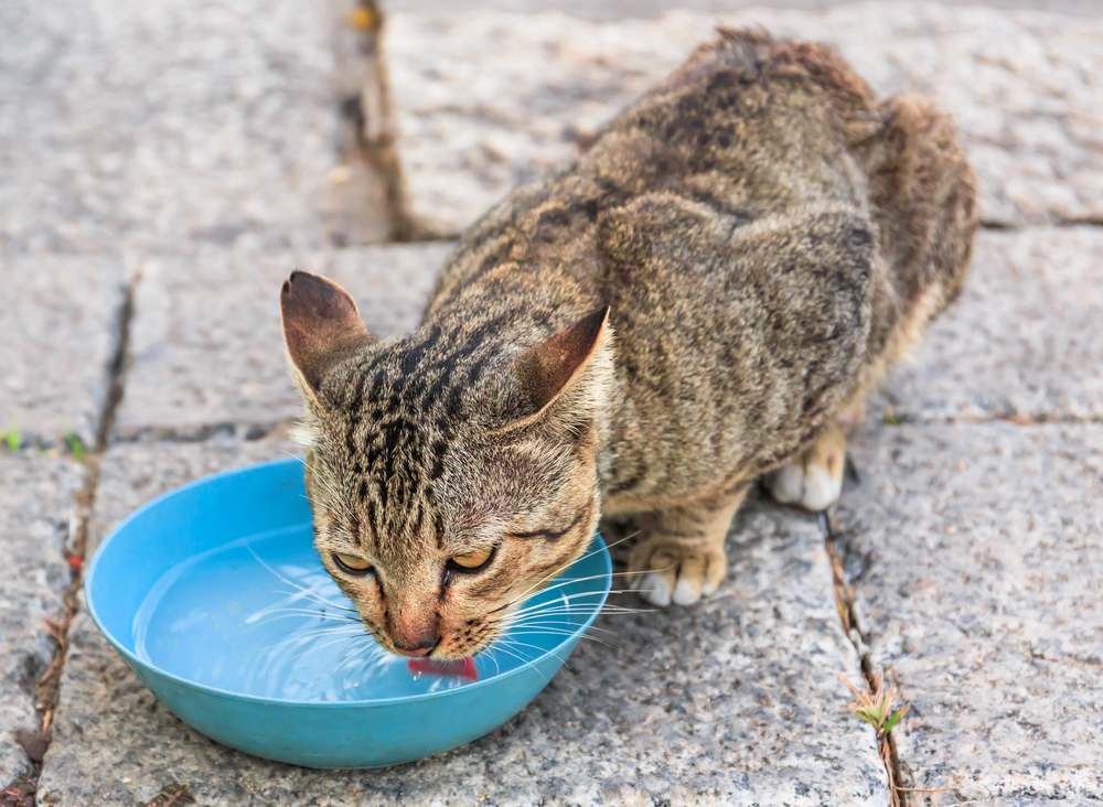 il gatto beve acqua