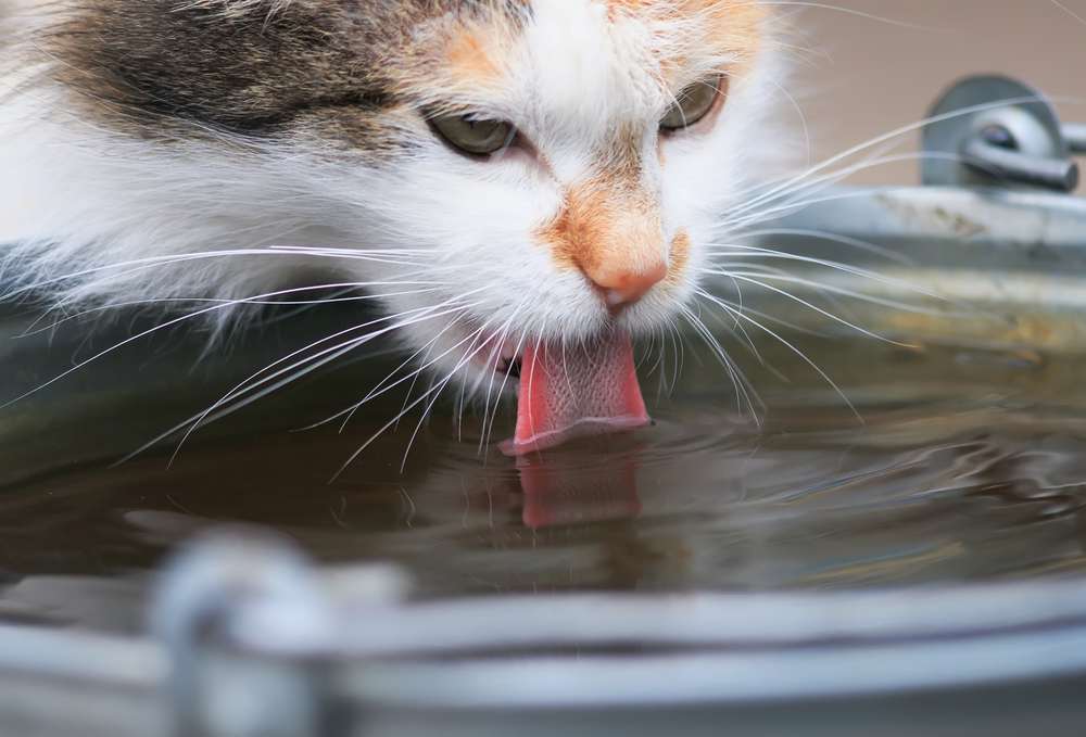 il gatto beve avidamente l'acqua dal secchio di ferro