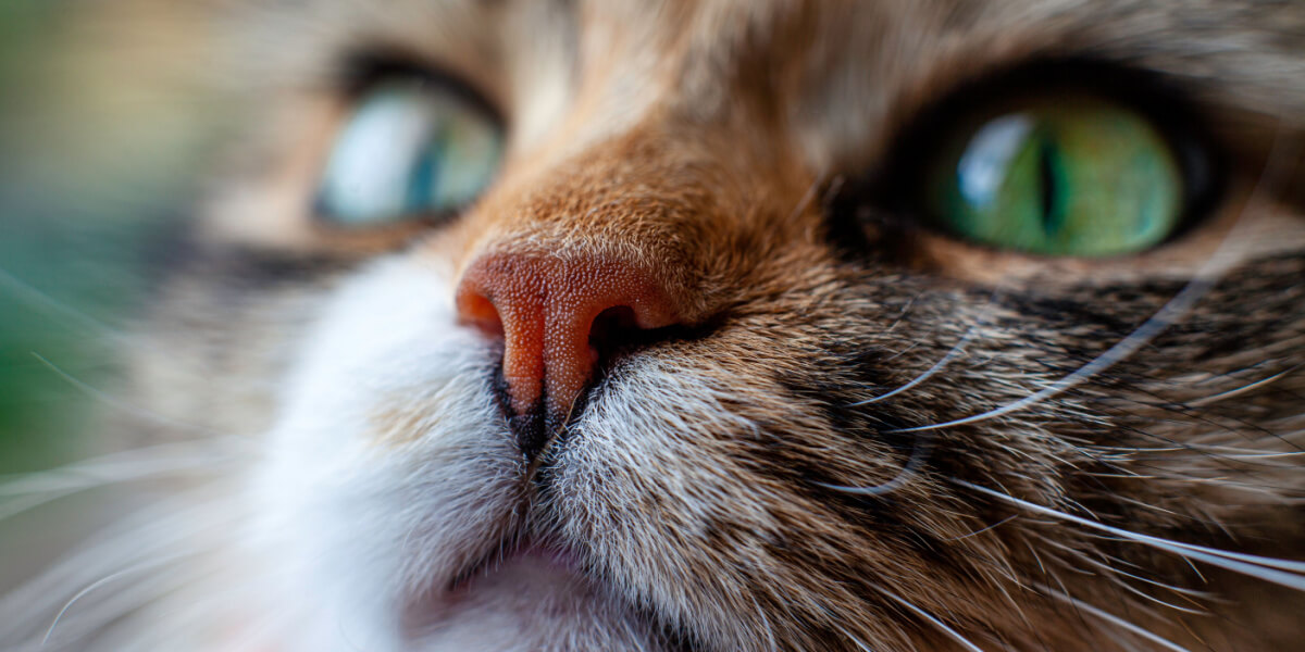 Primo piano del muso di un gatto, che ne mette in risalto i dettagli intricati e i tratti espressivi, catturando l'essenza della bellezza e della curiosità felina.