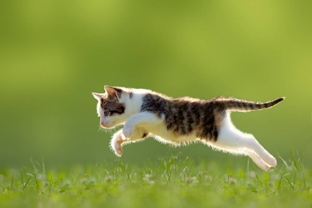 L'immagine ritrae una scena dinamica di un gatto in procinto di balzare.