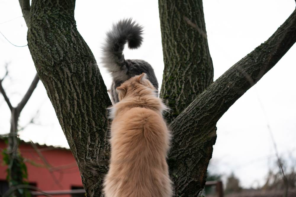 gatto che annusa il sedere di un altro gatto all'aperto