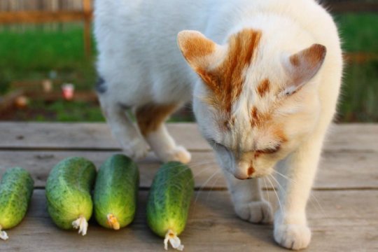 Perché i gatti hanno paura dei cetrioli? Ce lo spiega un veterinario