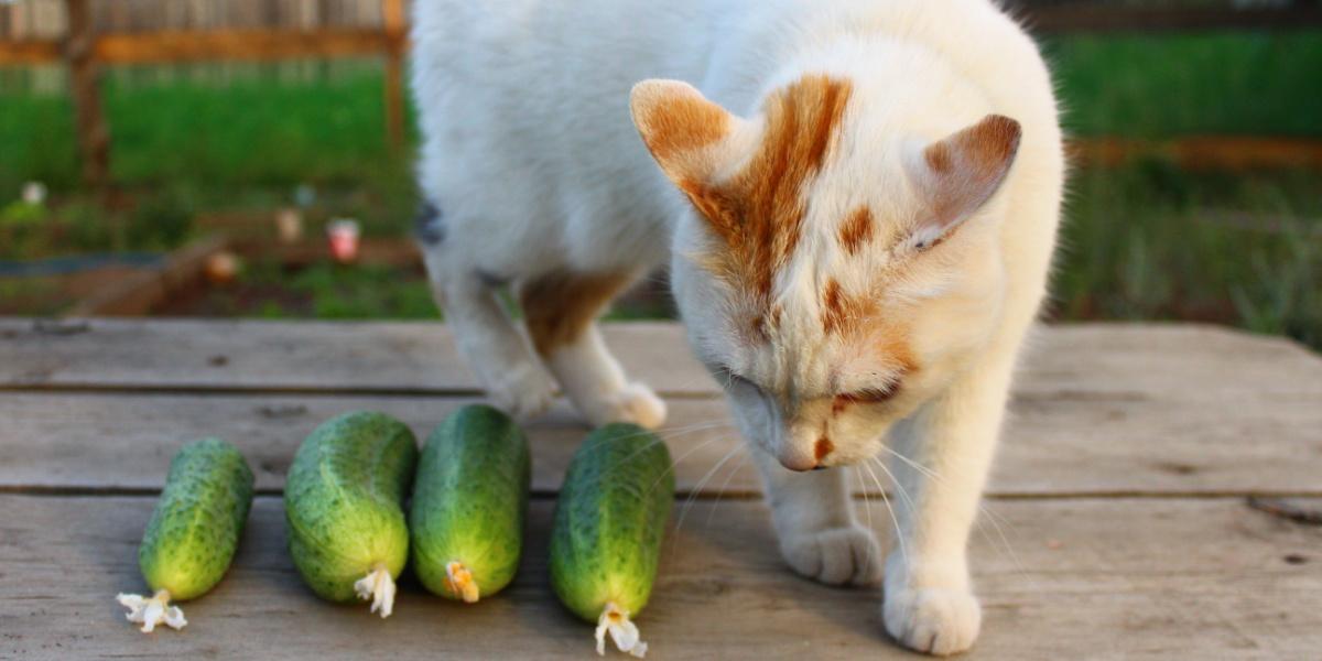 gatto che annusa i cetrioli