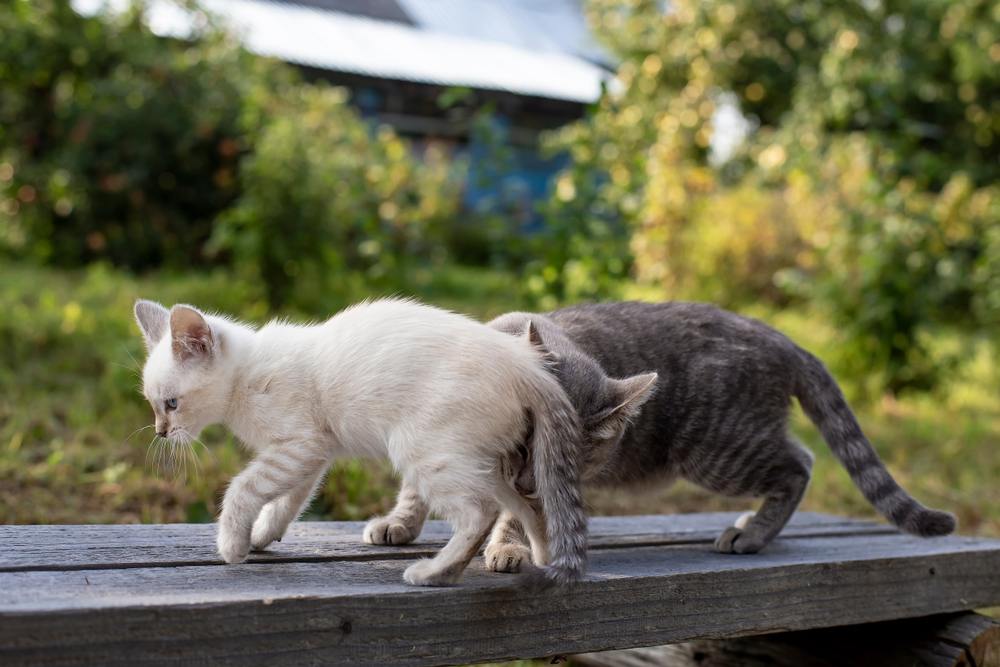 Immagine che ritrae un gatto curioso impegnato a ricercare odori, utilizzando il suo acuto senso dell'olfatto per esplorare l'ambiente circostante.