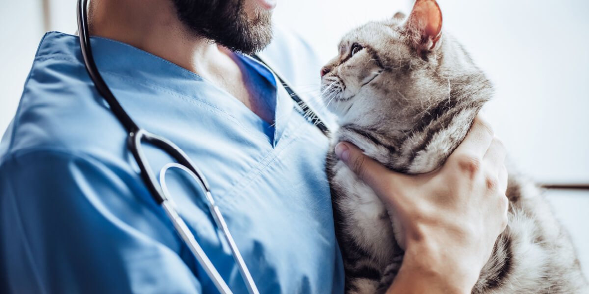 Immagine che ritrae un gatto presso lo studio veterinario, che sottolinea l'importanza di controlli regolari e cure mediche per mantenere la salute e il benessere del felino.