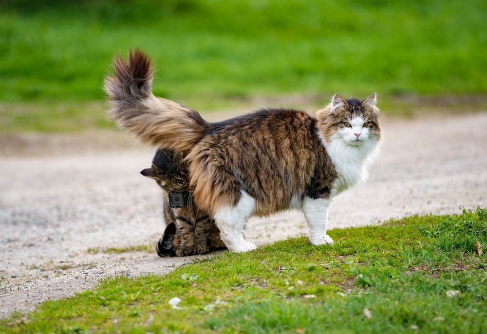 Immagine di un gatto che indossa una action camera, che cattura una prospettiva unica mentre annusa un altro gatto, mostrando le interazioni sociali feline in modo innovativo.