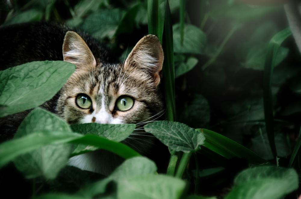 gatto con gli occhi verdi si nasconde tra le foglie verdi del giardino