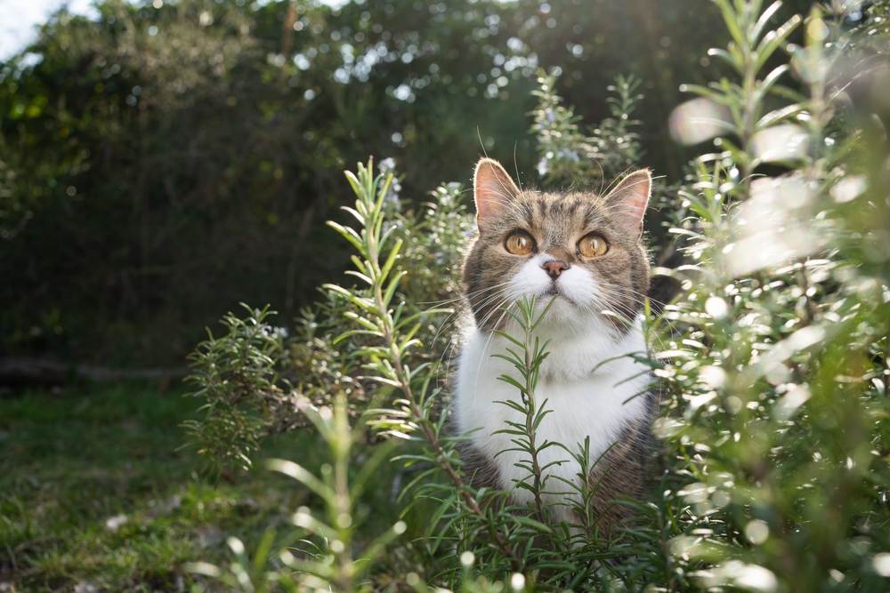 simpatico gatto in piedi nel cespuglio di rosmarino