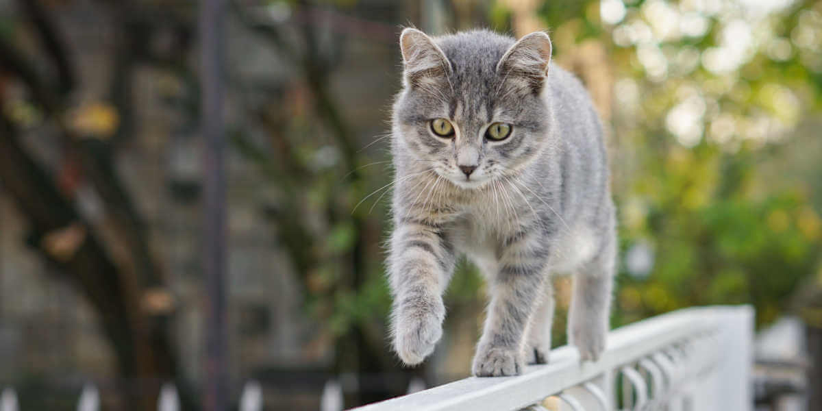 gatto che cammina attraverso la recinzione