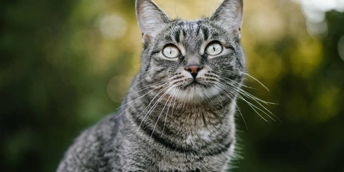 gatto soriano che guarda verso l'alto