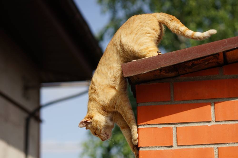 il gatto rosso è pronto a saltare dal tetto della campagna