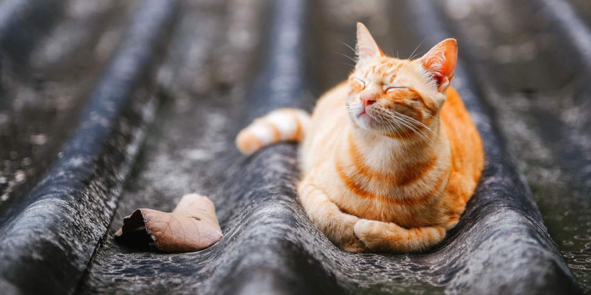 gatto rosso sdraiato sul tetto