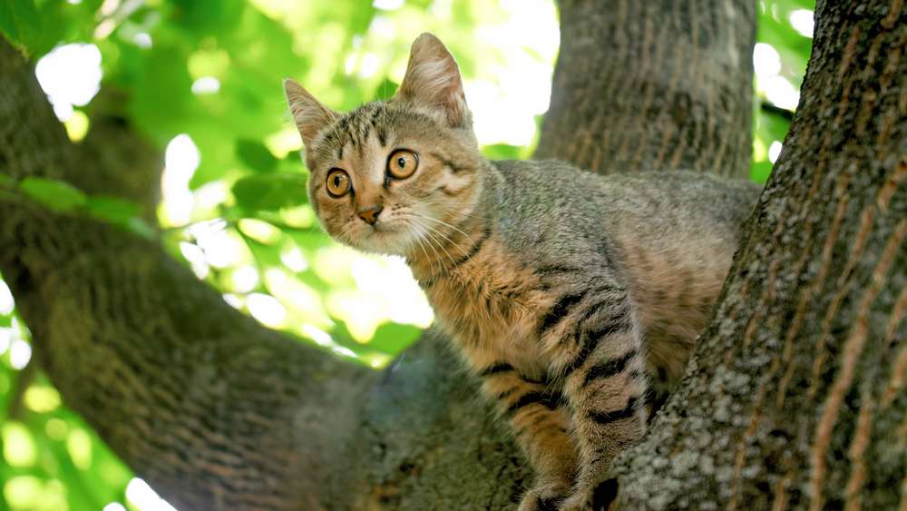 gatto grigio seduto sulla cima di un albero in giardino