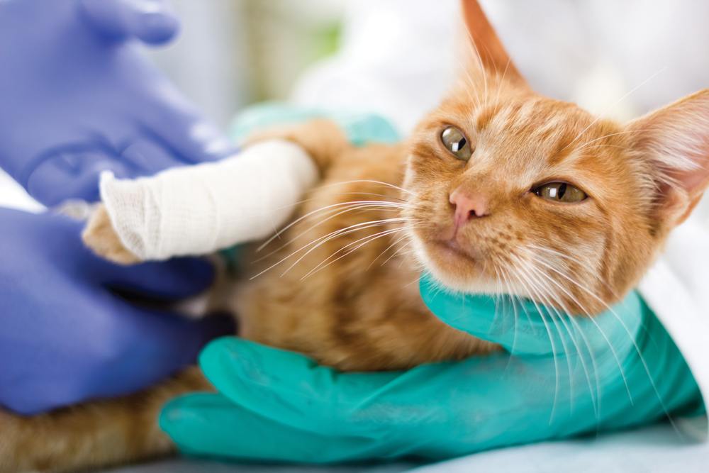 piccolo gatto con la zampa rotta