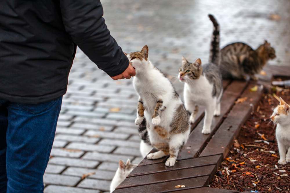 l'uomo nutre i gatti randagi