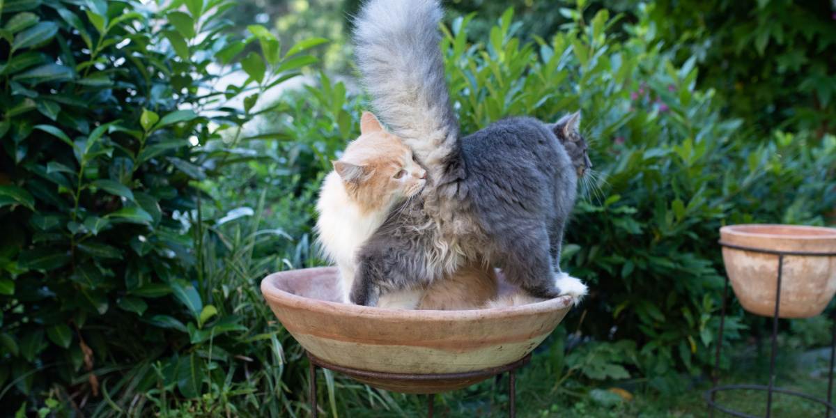 Immagine che ritrae un gatto impegnato a ricercare un odore annusando il posteriore di un altro gatto, un comportamento naturale che facilita la comunicazione e il riconoscimento tra felini.