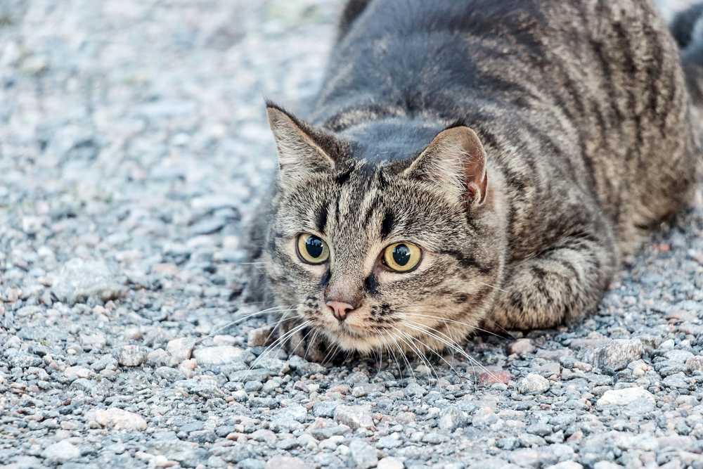 gatto marrone striato sdraiato a terra