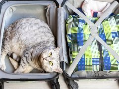 cat in suitcase