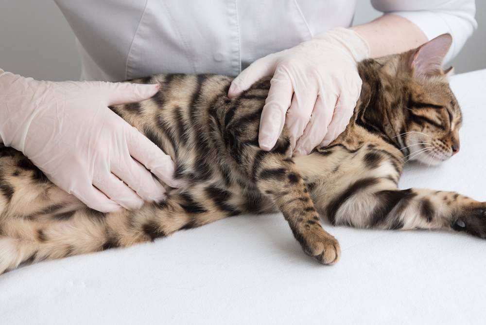 il veterinario tocca lo stomaco del gatto