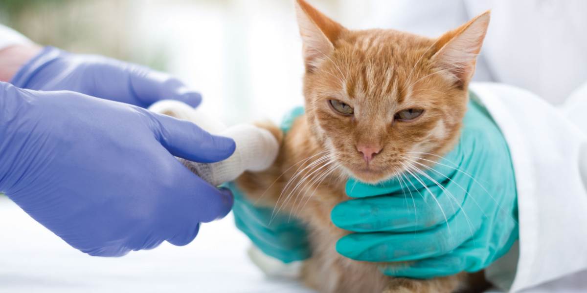 Un'immagine che ritrae un veterinario mentre presta cure mediche a un gatto morso da serpente, evidenziando il ruolo fondamentale dell'intervento professionale in tali emergenze.