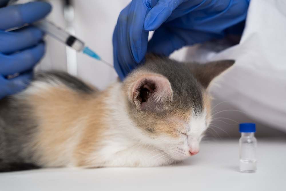 il veterinario fa un'iniezione al gatto