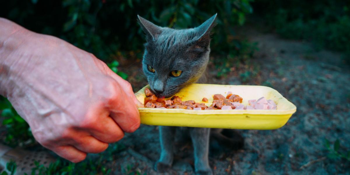 volontario nutre un gatto randagio grigio e affamato