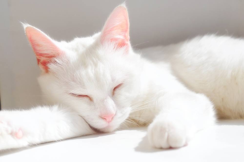 L'immagine ritrae un gatto bianco in uno stato di sonno tranquillo.