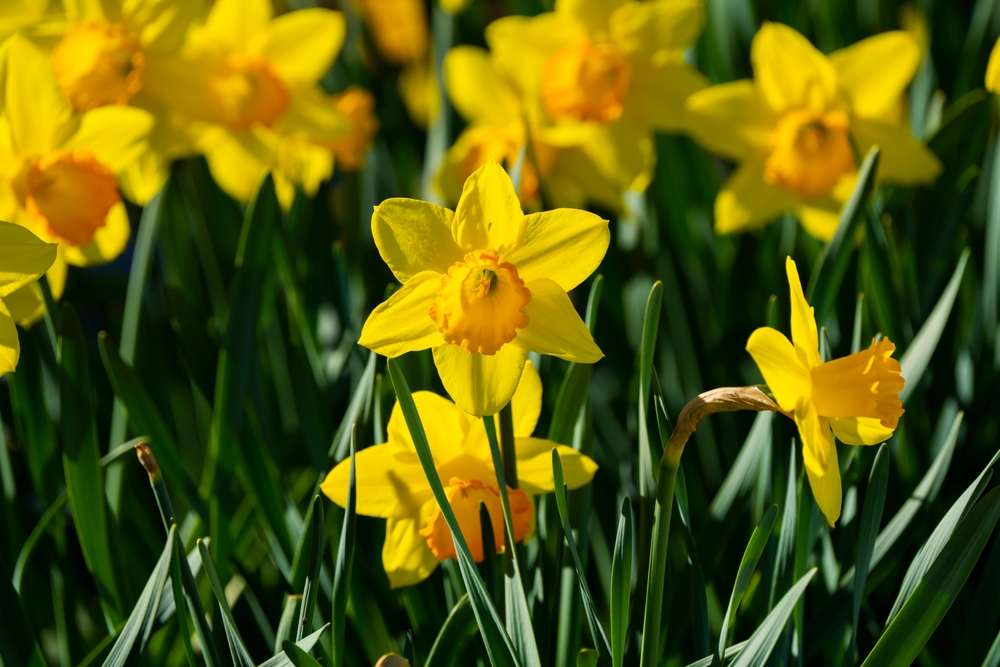 fiore di narcisi gialli