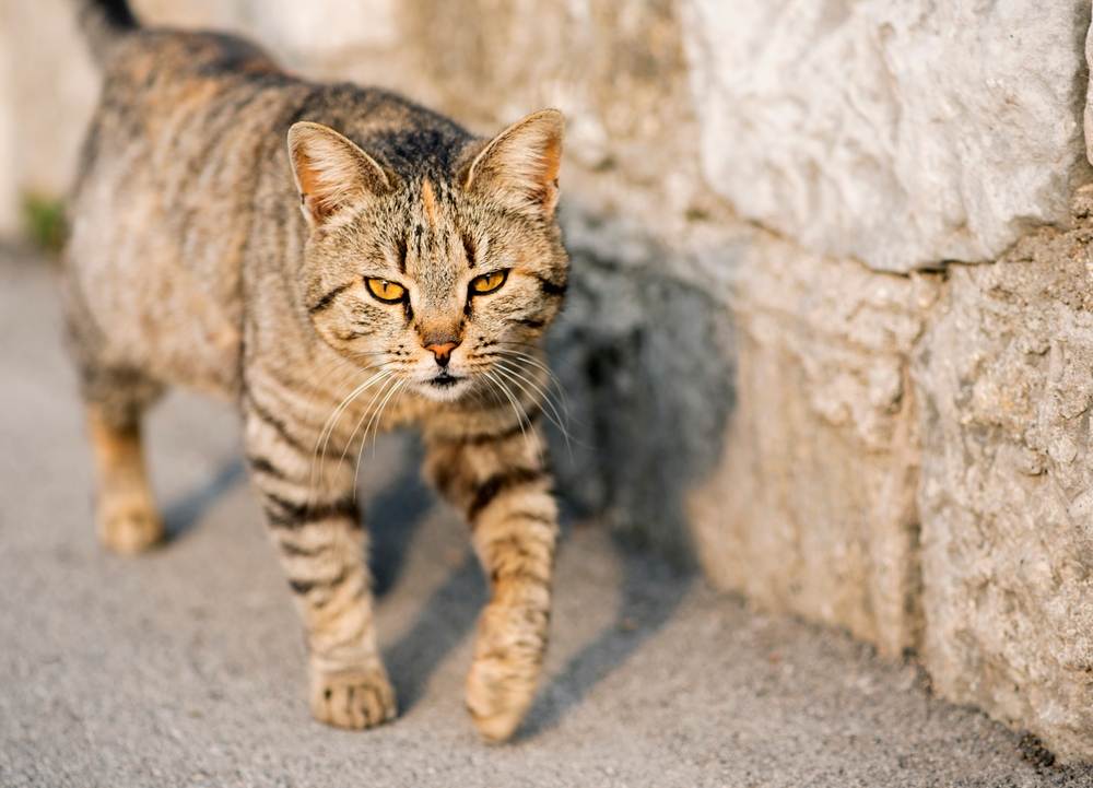 Un gatto grigio a strisce cammina lungo la strada